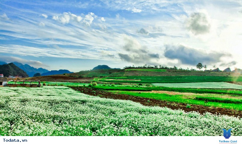 Hoa Cái Trắng Mộc Châu 2